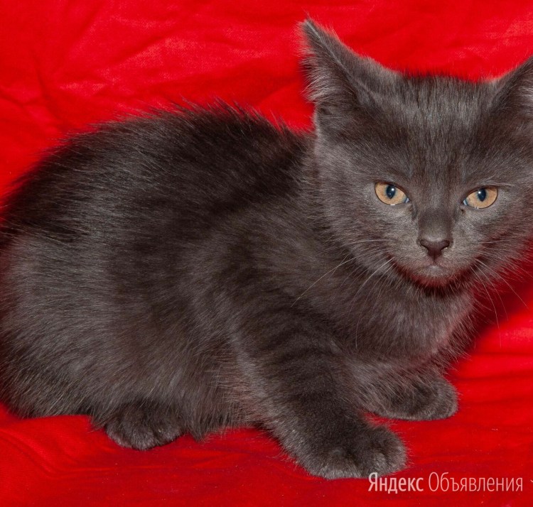 Полубританец кошка