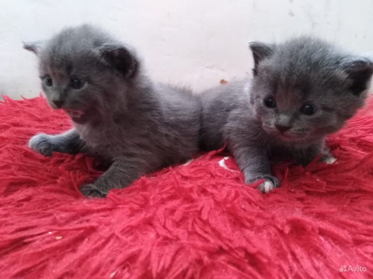 Британские котята полосатые 1,5 мес