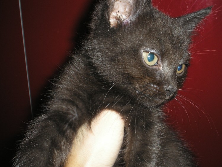 Британские чистопородные котята