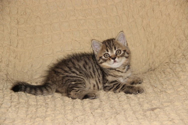 Кот породы британец