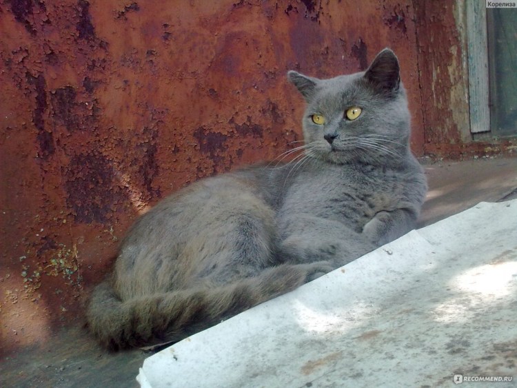 Британская короткошёрстная кошка