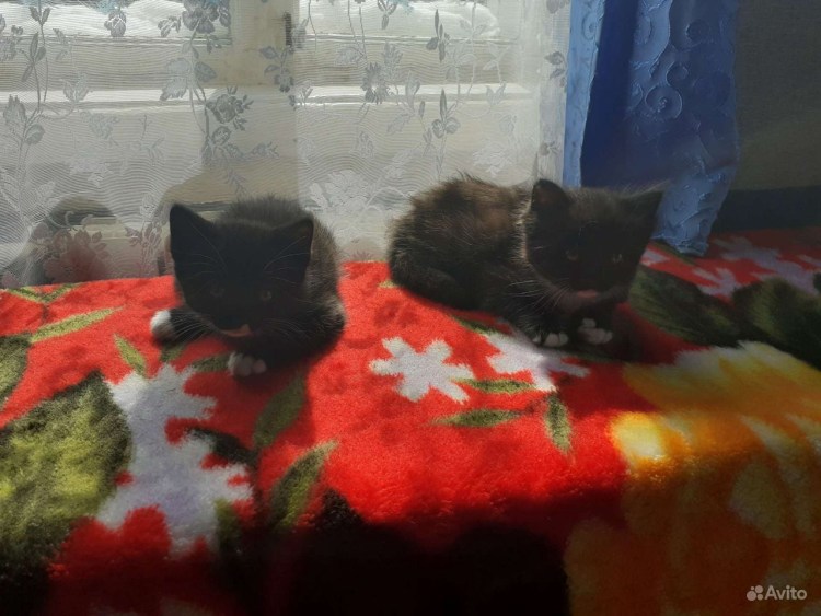 Браун табби пятнистый британец