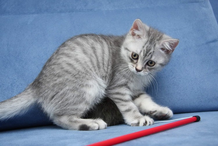 Серый британец котенок