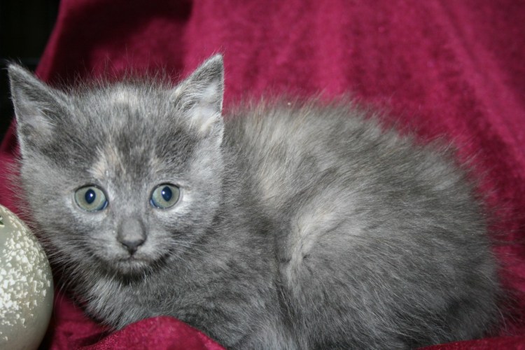 Дымчатый котенок