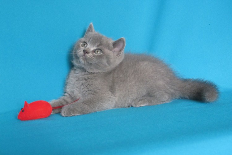 Помесь Мейн куна и шотландской вислоухой