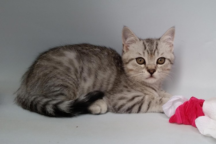 Британские котята черные