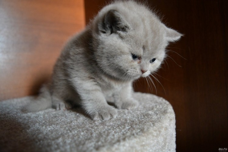 Британец котенок серый 3 месяца