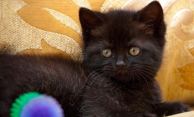 Британская короткошёрстная кошка черно белая