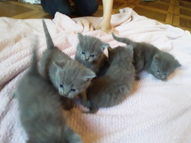 Котёнок серый полу британец