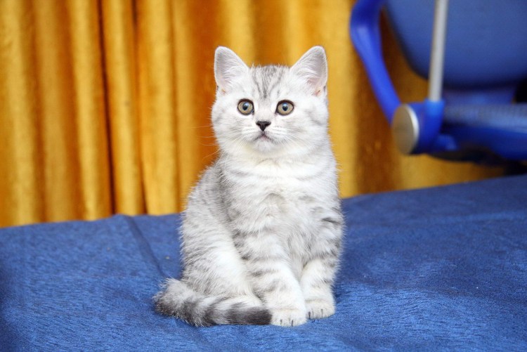 Британская короткошёрстная кошка шартрез