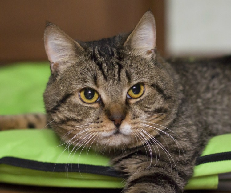 Британский короткошерстный кот черный с зелеными глазами