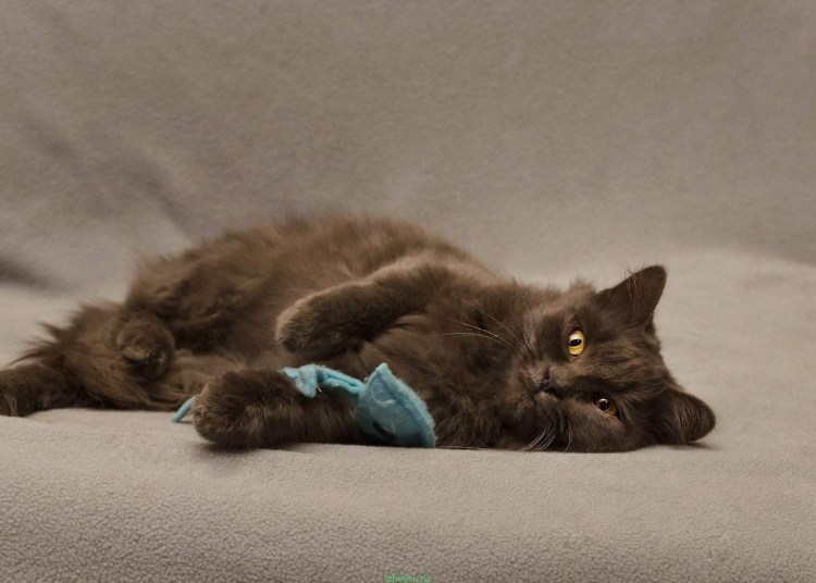 Сибирский кот гладкошерстный