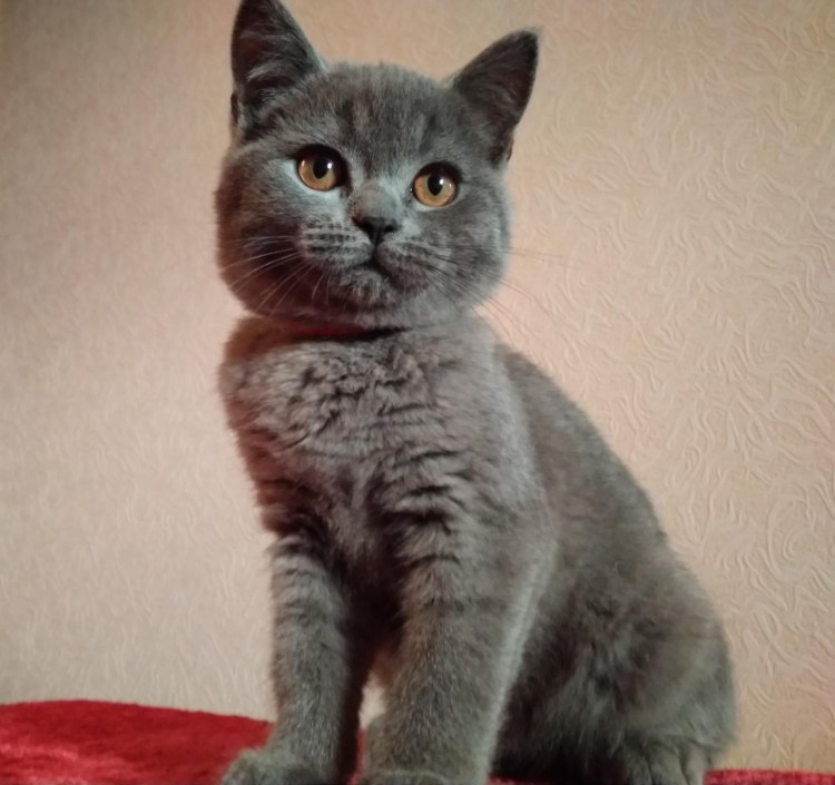 Полубританец черный