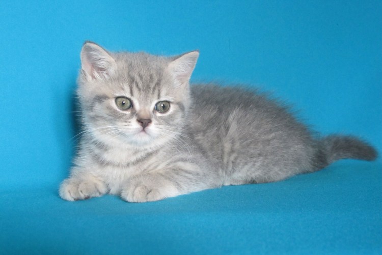 Голубые медвежата скоттиш страйт