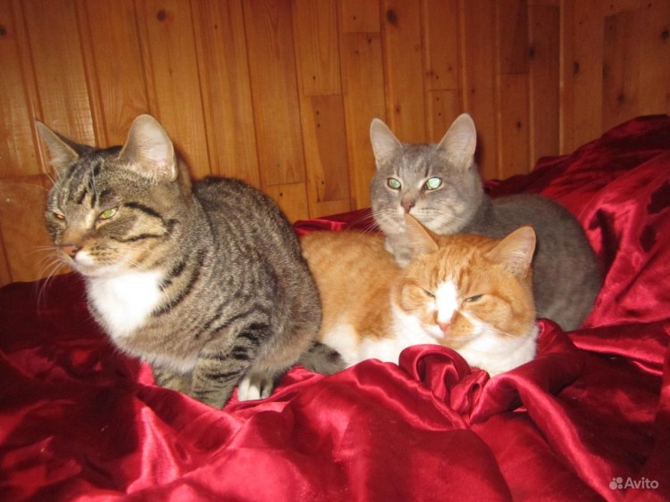 Плюшевый дымчатый кот