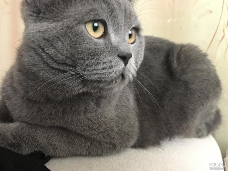 Британская короткошёрстная кошка 3 месяца