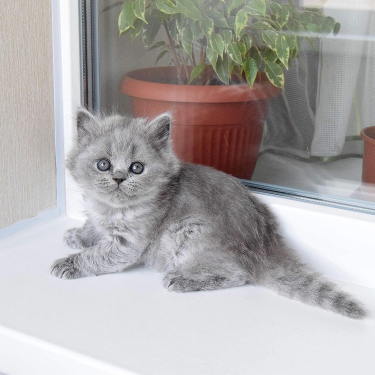 Маленькие котята британцы