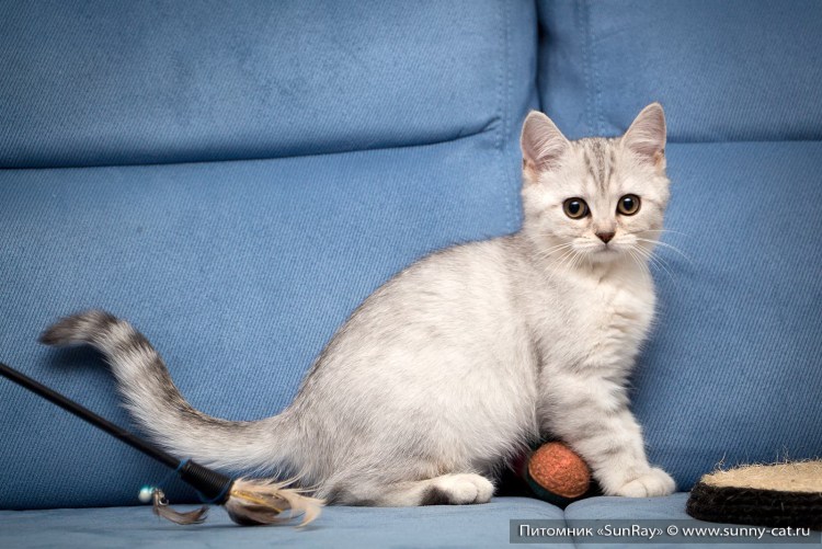 Черный британец маленький котёнок