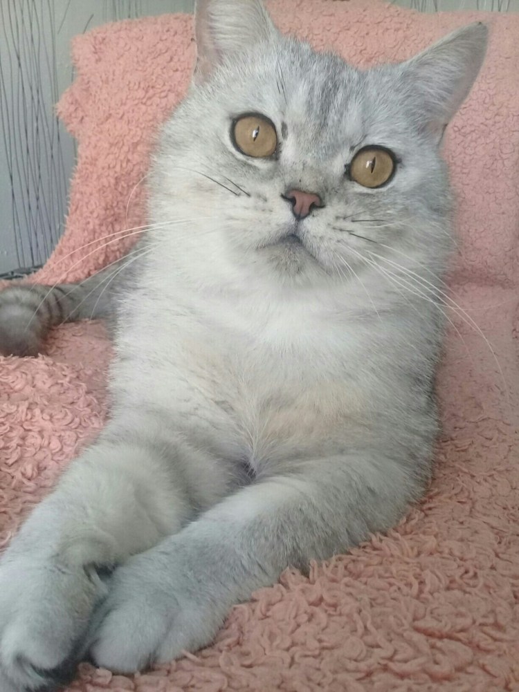 Бурмилла шиншилла