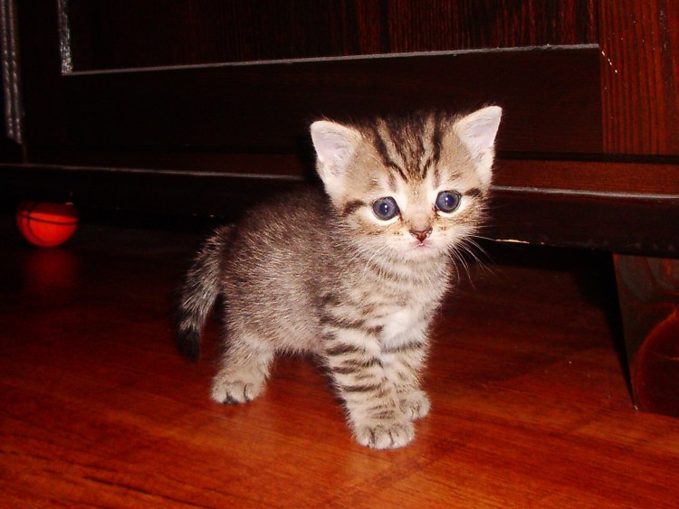 Веко британских котят