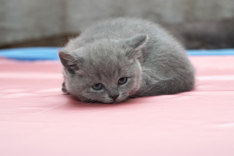 Полубританец кот