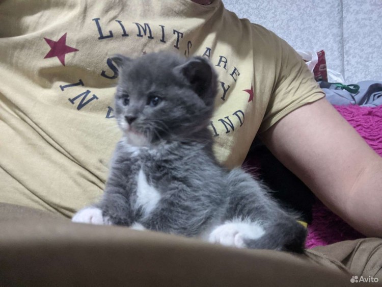 Британская Сильвер табби