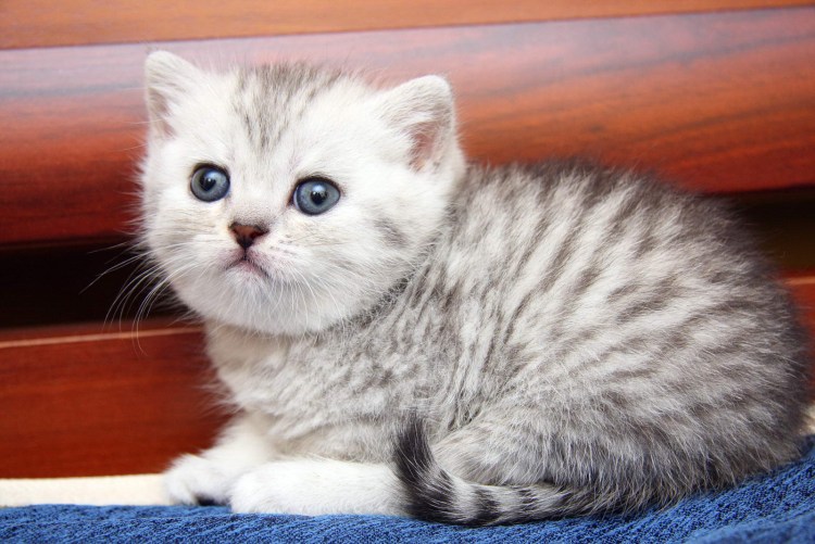 Котёнок серый полу британец