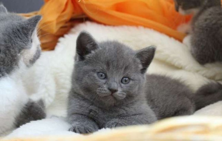 Британский кот персиковый