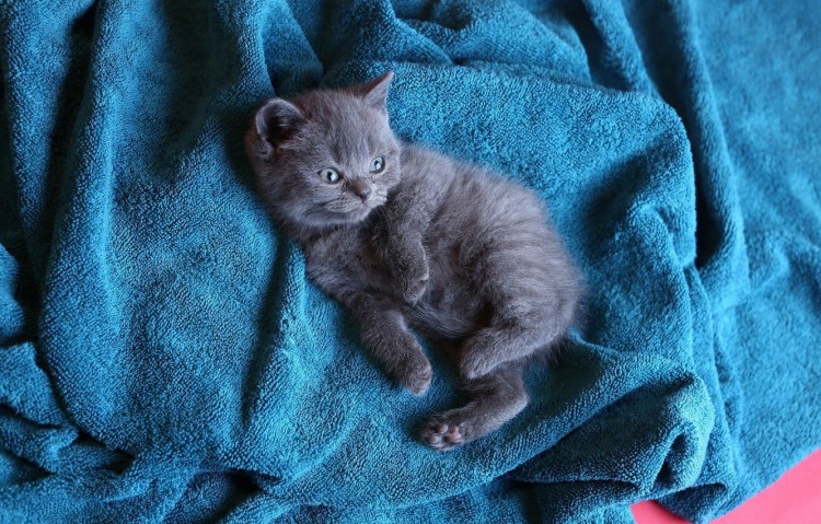 Черный кот Лунево