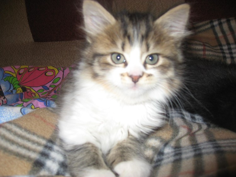 Британская мраморная шиншилла