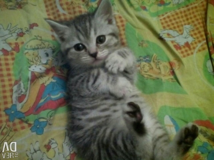 Кошки похожие на британцев