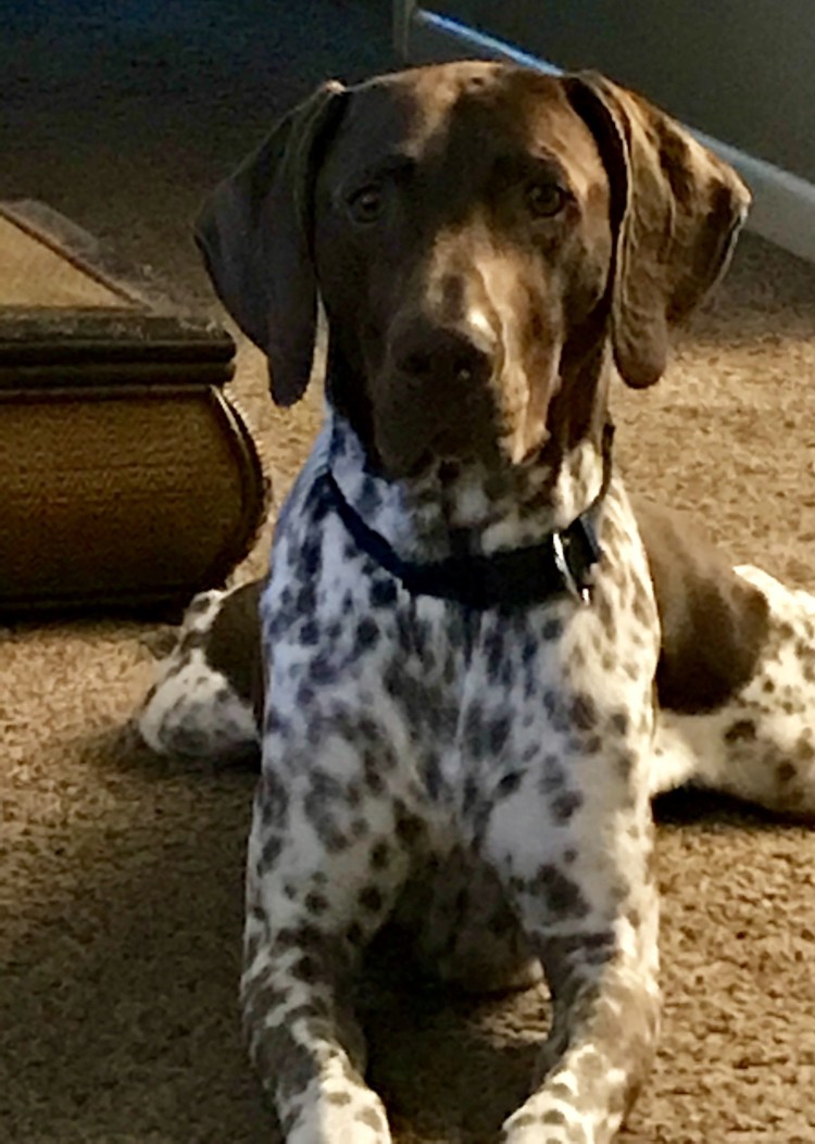 Собака Курт Харт