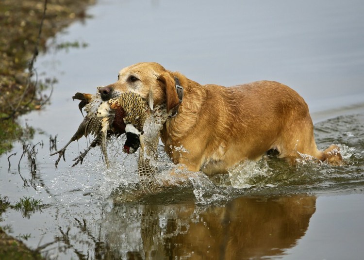 Белая собака порода короткошерстная