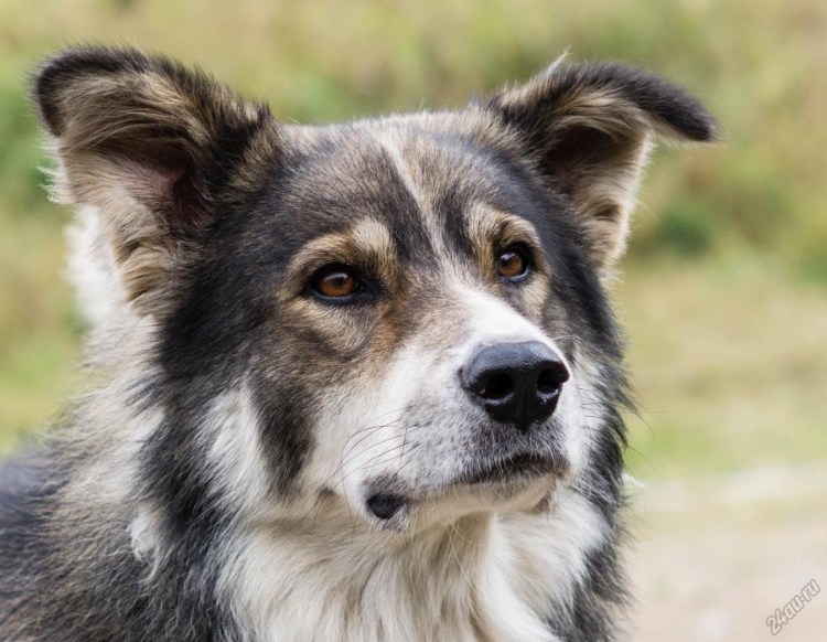 Воланд порода собак