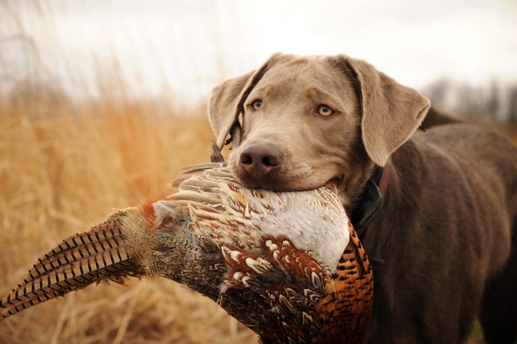 Хантер собака порода