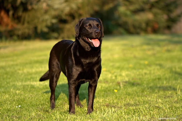 Охота красивая