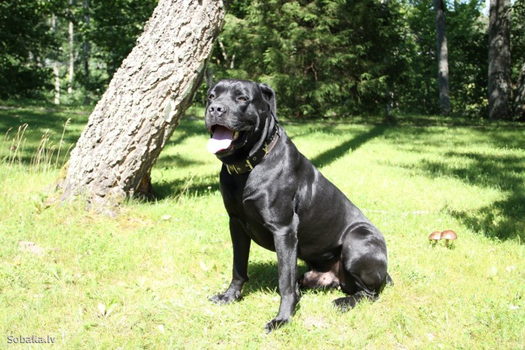 Подружейные охотничьи собаки