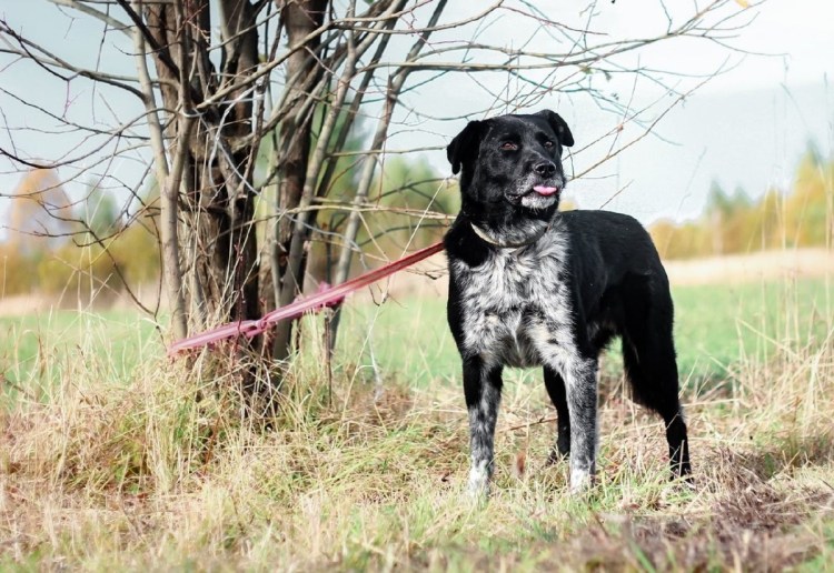 Порода собаки дог Хантер