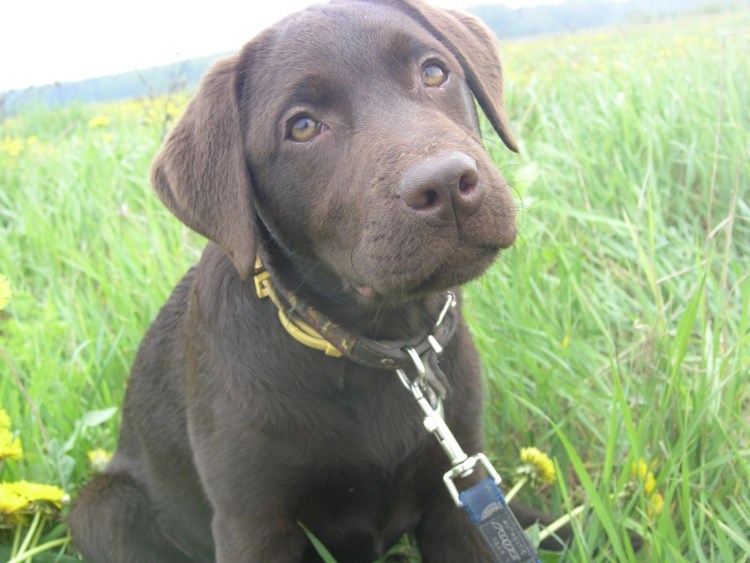 Драг Хантер щенок