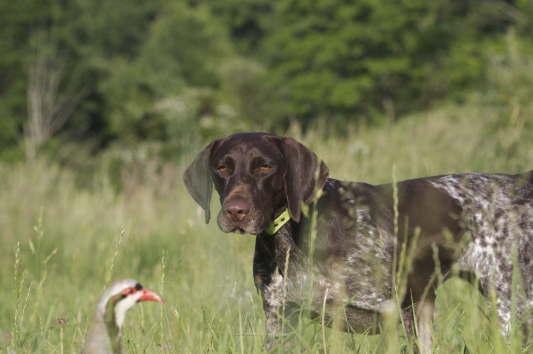 Собака гончая охотничья