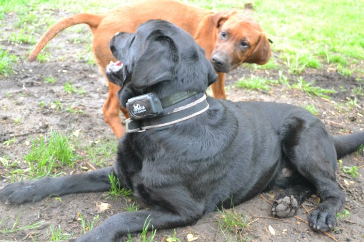 Хантер собака фото