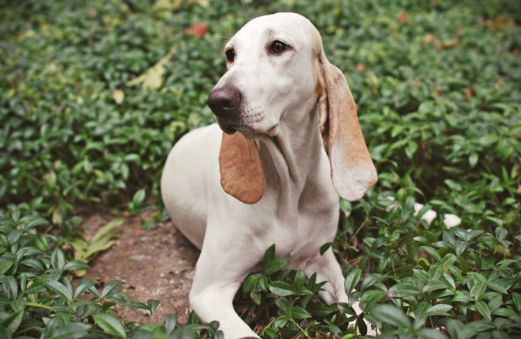 Английский Пойнтер