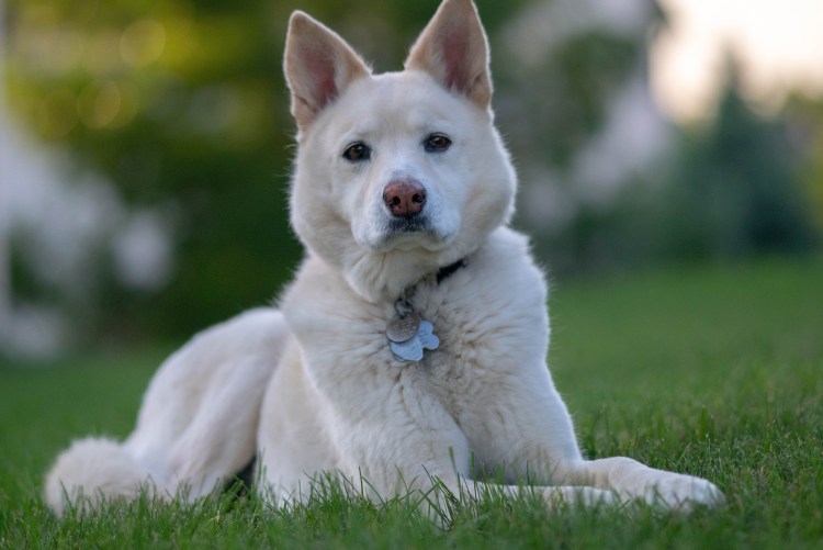 Бассхантер собака