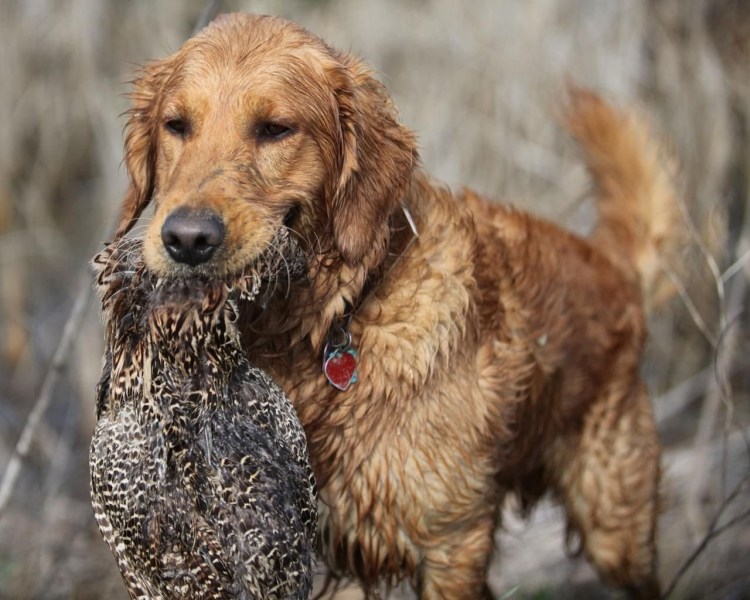 Охотничья собака утятница