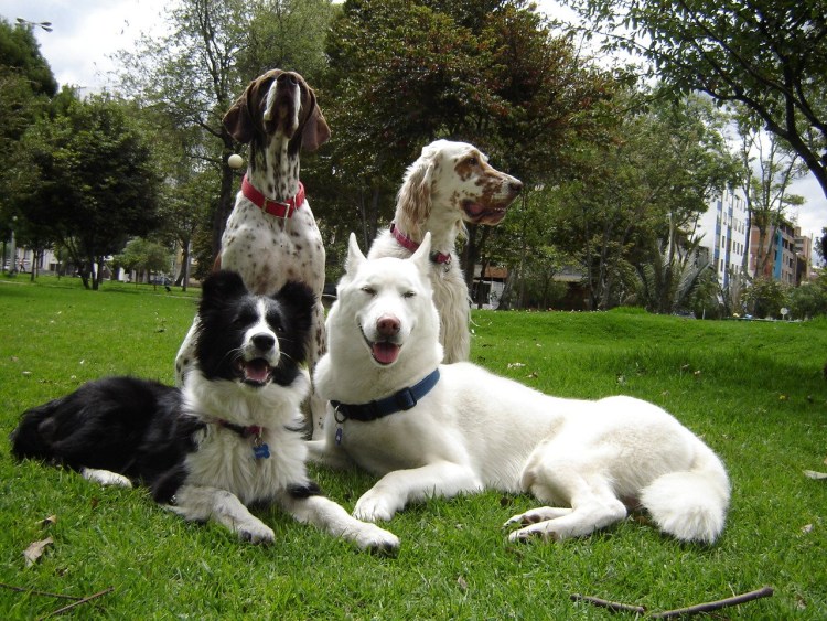 Немецкая легавая Курцхаар