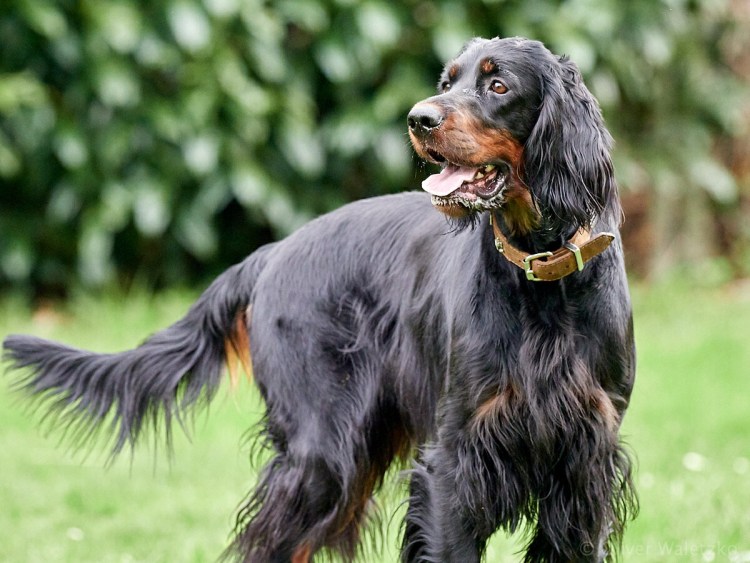 Аусси и бордер колли