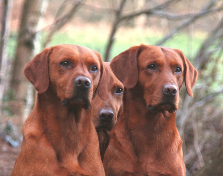 Лабрадор ред Фокс щенки