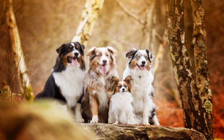 Охотник с собакой Ягдтерьер