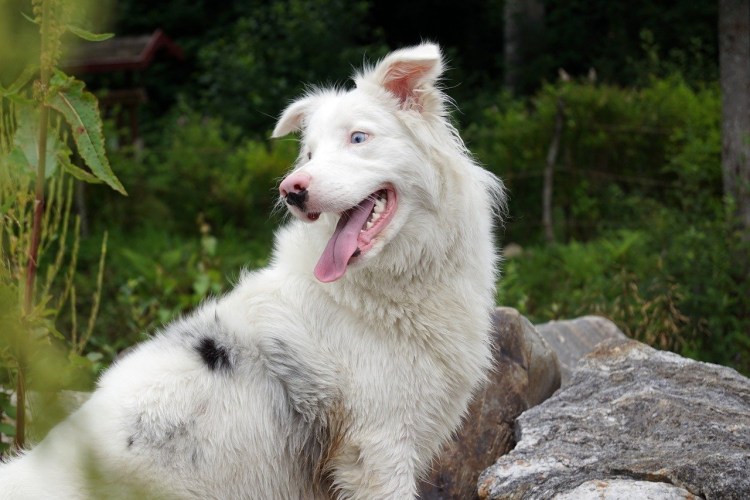 Немецкая легавая дратхаар