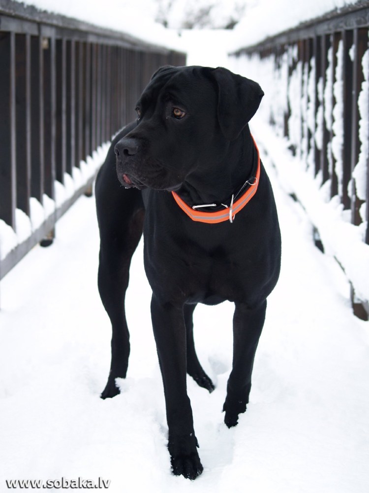 Кане Корсо на прогулке